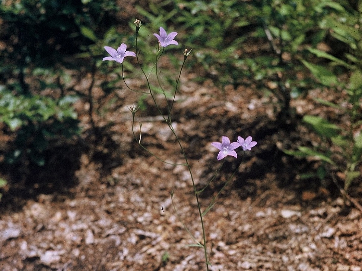Campanula patula (Campanulaceae)